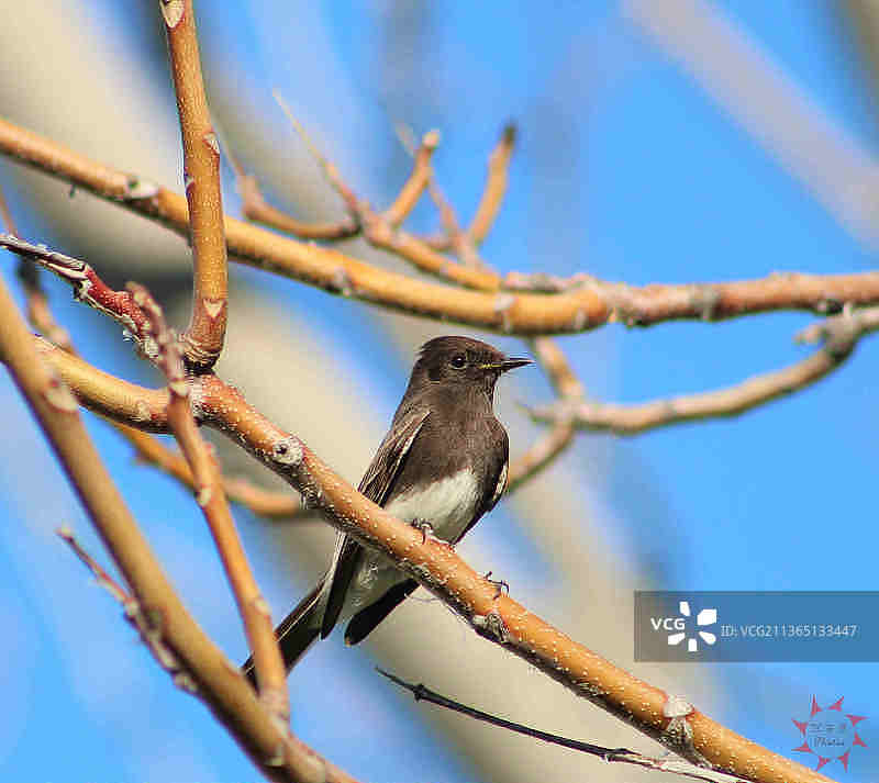 黑菲比鸟在树枝上栖息的低角度视图图片素材