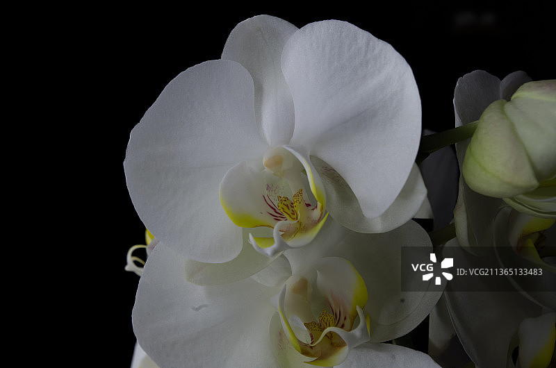 白色兰花特写图片素材