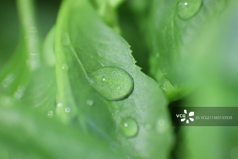 叶子上的露珠特写图片素材