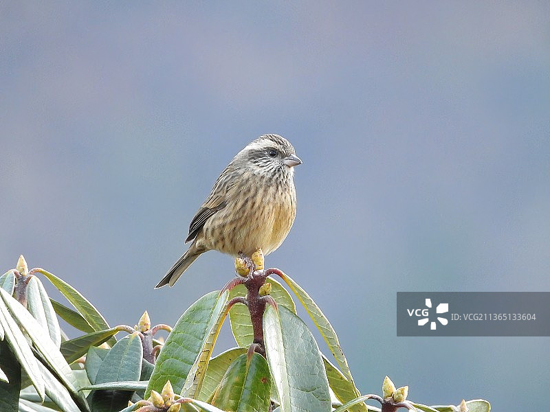 粉眉朱雀，鸣雀栖息在植物上的特写图片素材