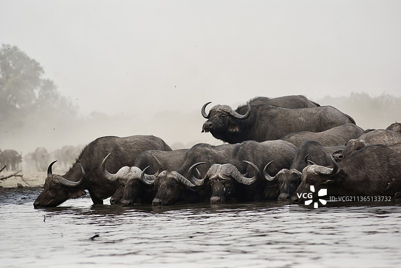 津巴布韦圭鲁湖中大象侧面图片素材