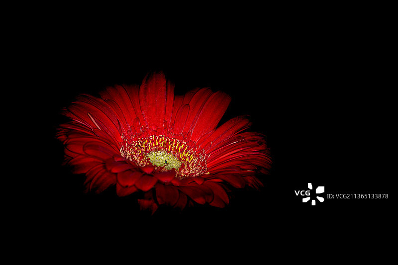 红色非洲菊特写，黑色背景图片素材