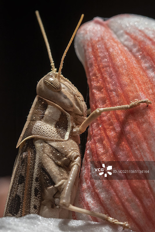 蚂蚱：叶子上昆虫的特写，博茨瓦纳，哈博罗内图片素材