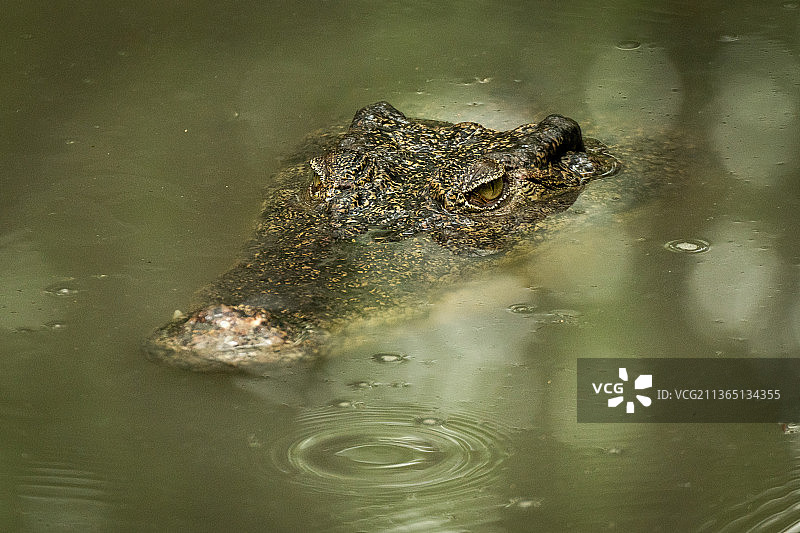 鳄鱼在浑浊的水中缓慢移动头部图片素材