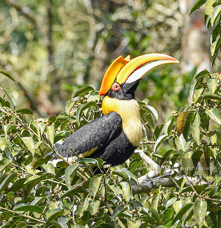 花鸟犀鸟特写图片素材