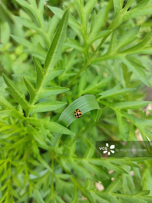 Bug生态：植物上的瓢虫高角度视图图片素材