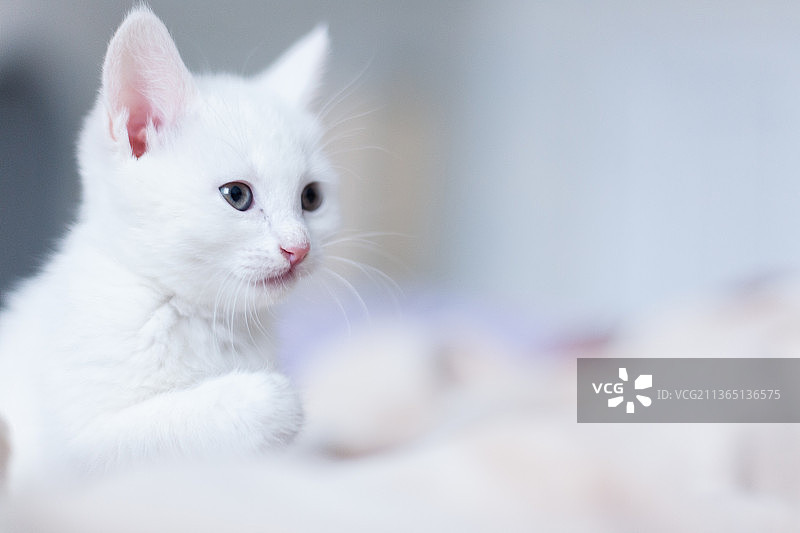 白色小猫，白色猫咪的特写，看向远方，俄罗斯图片素材