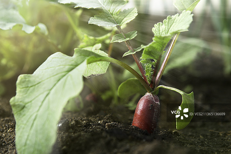 从地里长出的新鲜红萝卜特写图片素材