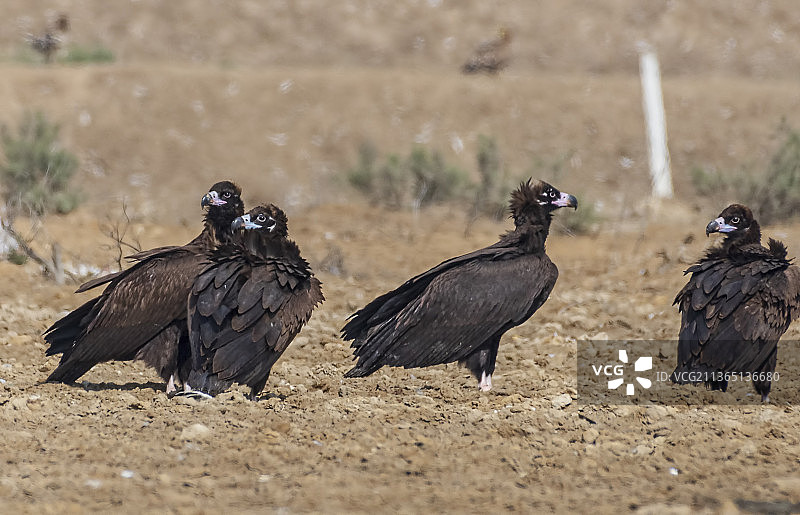 秃鹫，鸟类栖息在田野上的特写图片素材