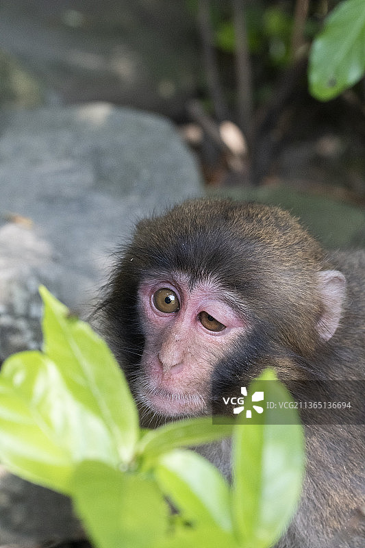 日本猕猴特写图片素材