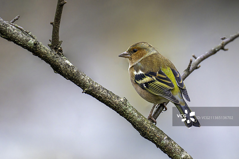 飞舞的蝴蝶与紫色花朵图片素材