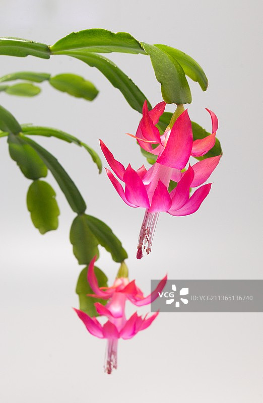 圣诞仙人掌，白色背景上的粉红色花朵特写图片素材