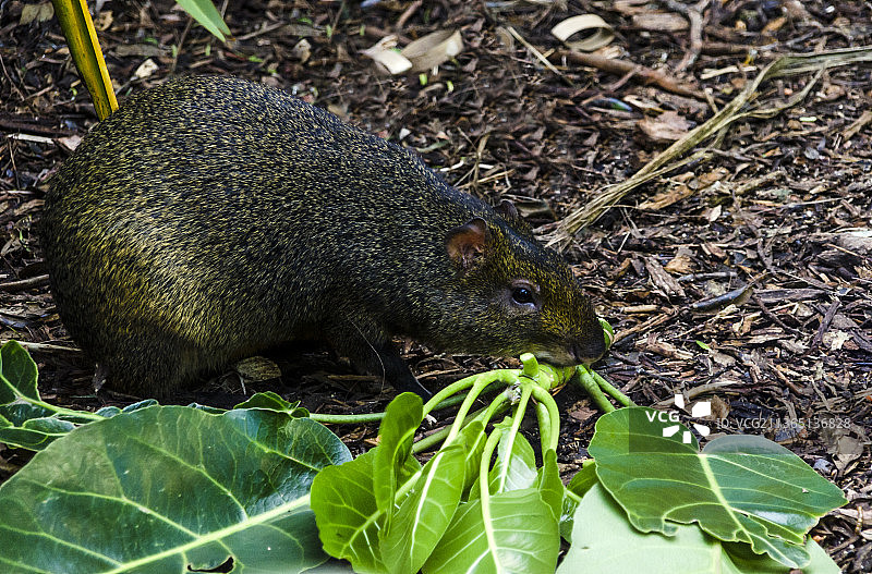 动物园里的南美栗鼠，近距离拍摄松鼠在田野上吃东西图片素材