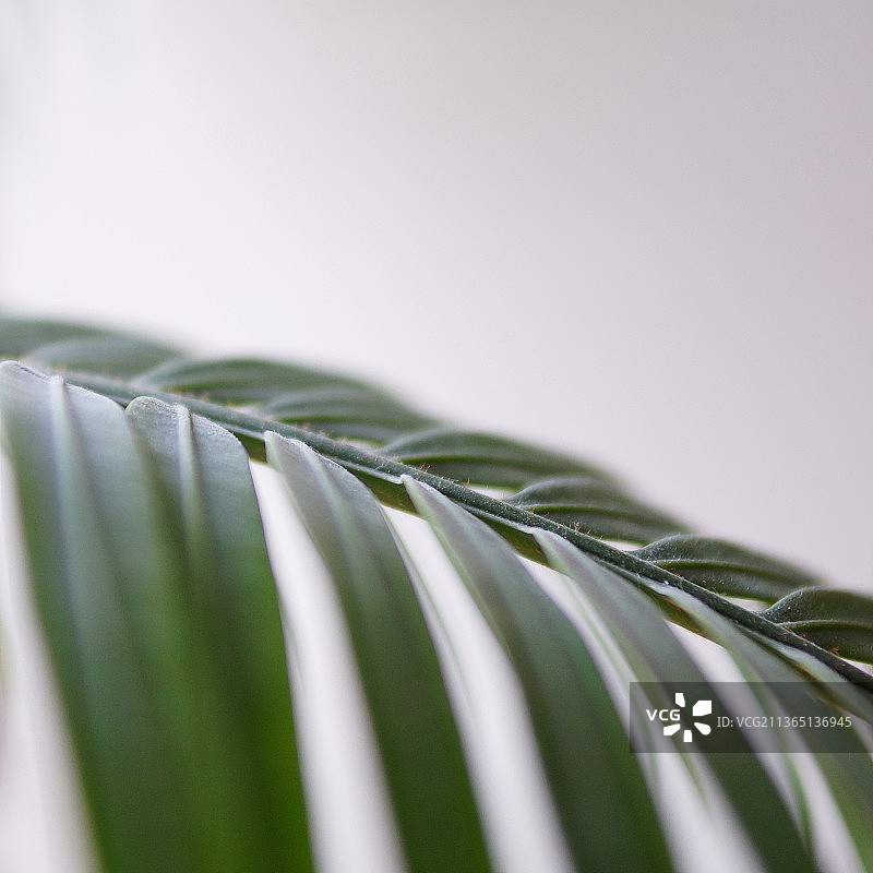 拯救棕榈树，棕榈叶特写，白色背景图片素材