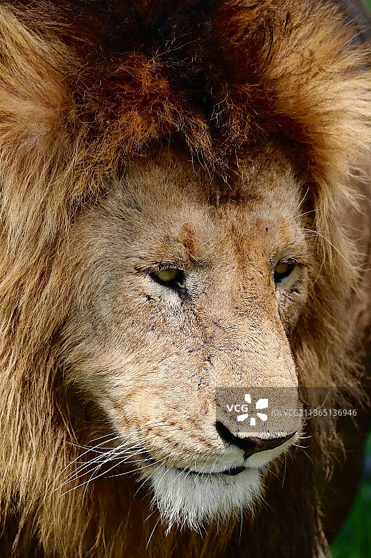 狮子肖像：肯尼亚马赛马拉国家保护区特写图片素材