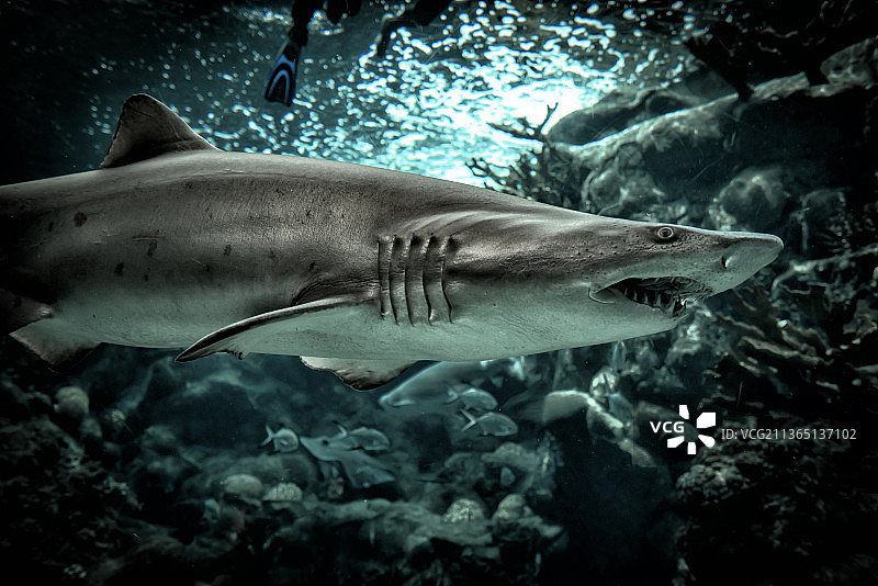 近距离观察在海中游泳的鲨鱼图片素材