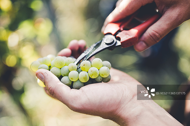 局部手部采摘葡萄图片素材