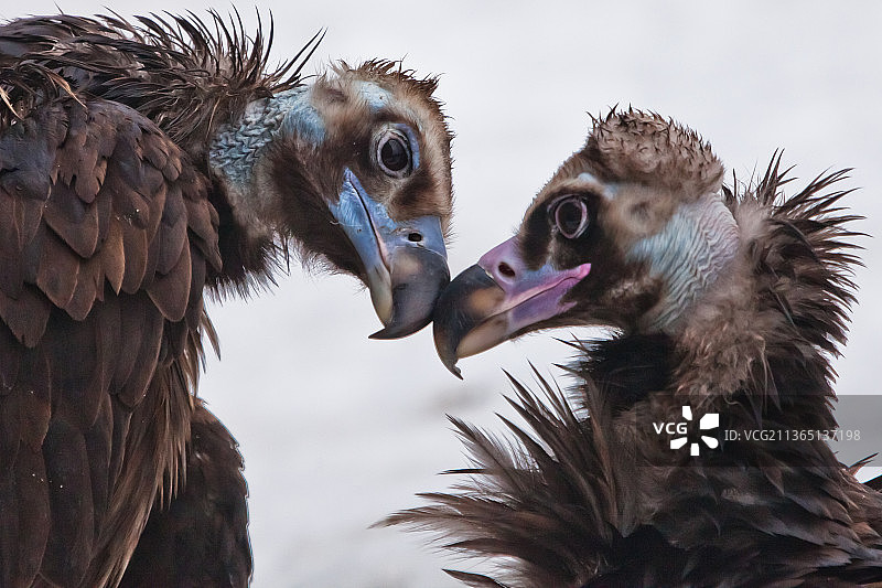 黑兀鹫的爱与温柔图片素材