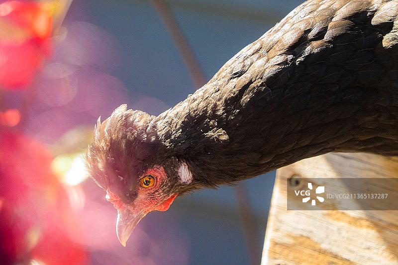 黑色母鸡向下看，公鸡特写图片素材