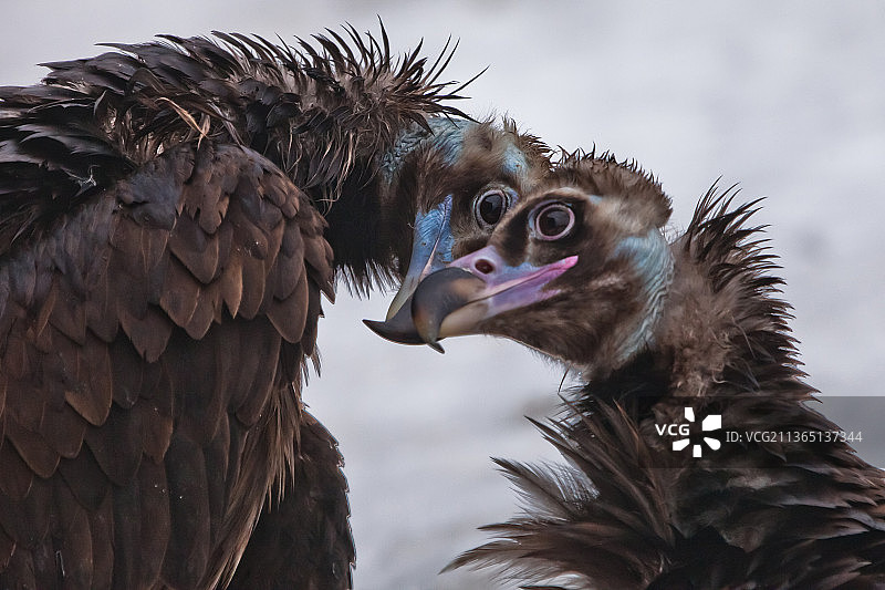 黑兀鹫的温柔图片素材