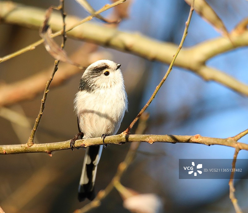 长尾山雀特写：栖息在树枝上，荷兰海牙图片素材