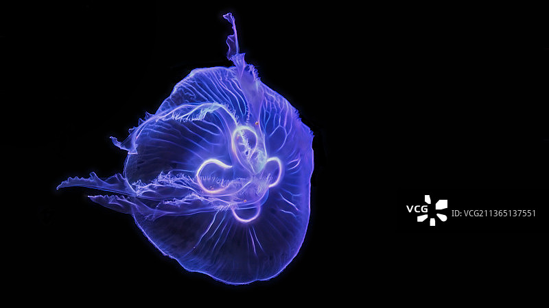 水族馆中游泳的水母特写，美国佐治亚州亚特兰大图片素材