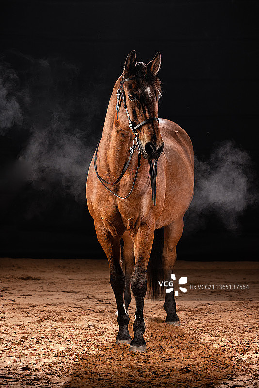 马的呼吸，纯种马站在黑色背景前的肖像图片素材