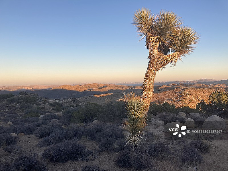 孤独的约书亚树，晴空下的树木美景图片素材