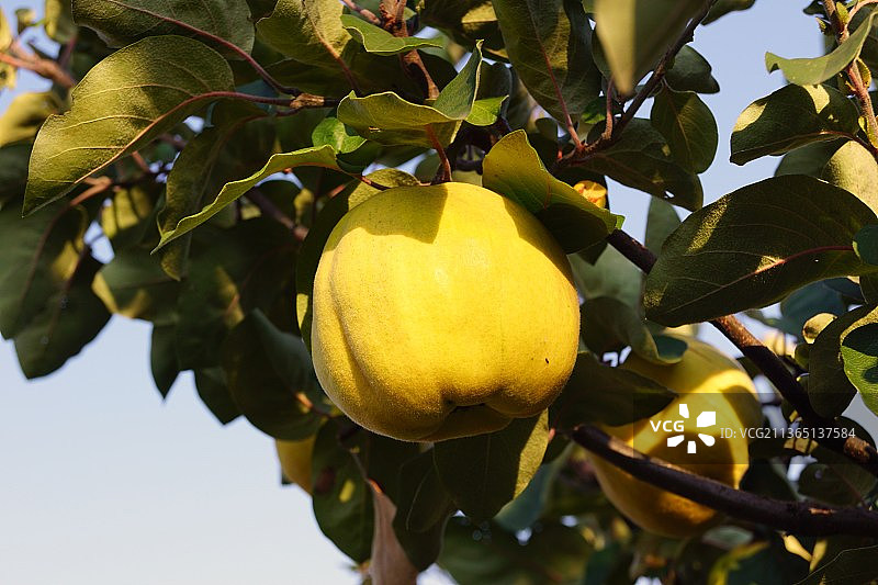仰视树上生长的柠檬图片素材