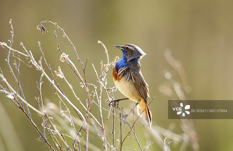 蓝喉歌鸲，栖息在树枝上的蓝喉歌鸲特写，荷兰图片素材