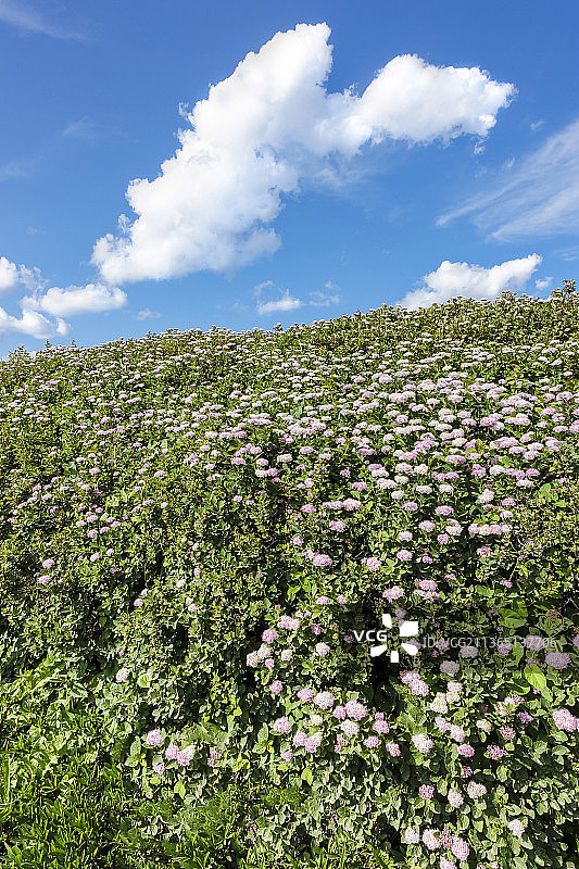 云彩与鲜花，芬兰科特卡的田野植物景观图片素材