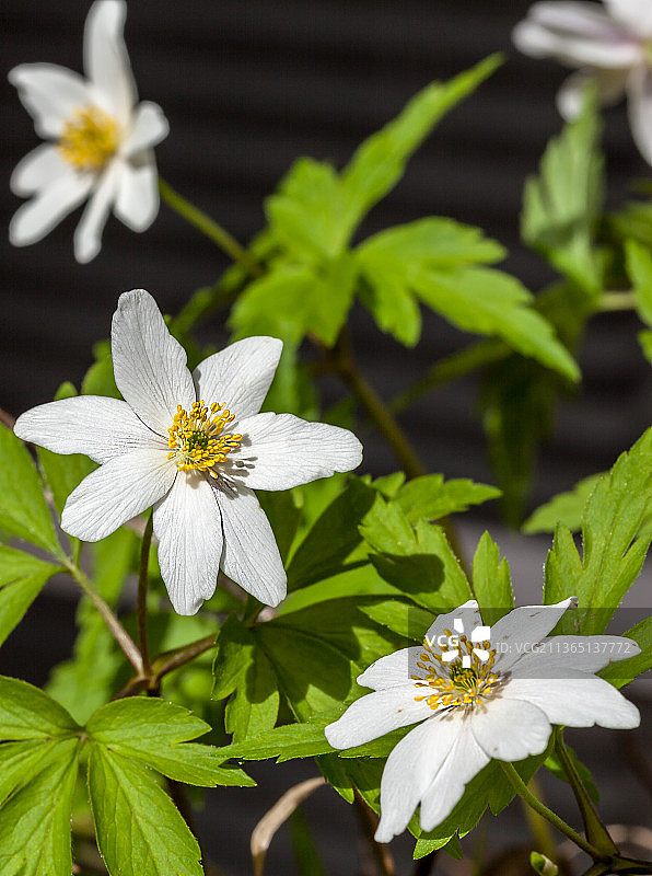 芬兰科特卡白色开花植物特写：白头翁花图片素材