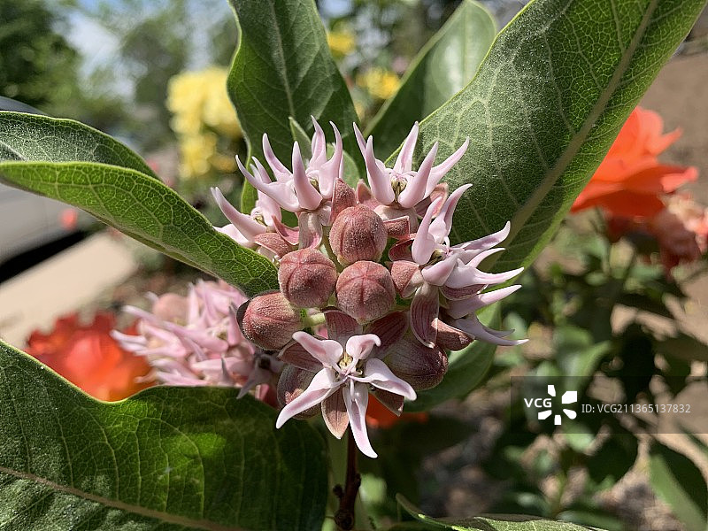 盛开的水飞蓟粉色开花植物特写图片素材