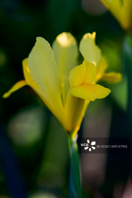 黄色鸢尾花特写图片素材