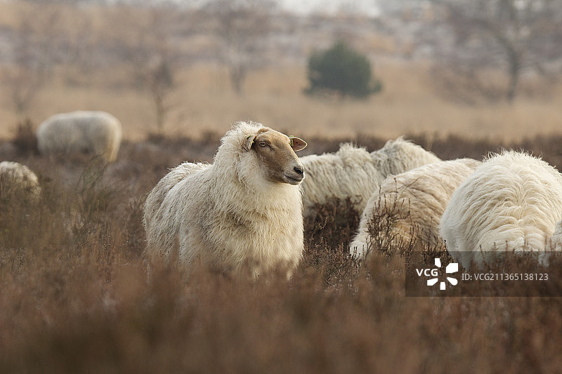 在镜头前摆姿势图片素材