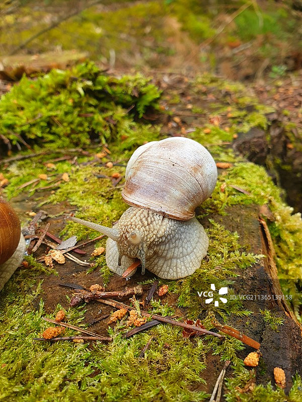 蜗牛，田野上生长的蘑菇特写，德国克赖尔斯海姆图片素材