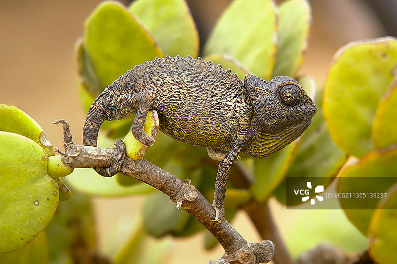 纳米比亚埃龙戈地区植物上的变色龙特写图片素材