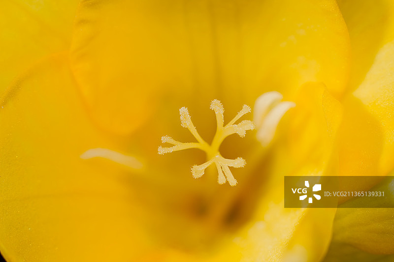 黄色小苍兰花朵特写图片素材