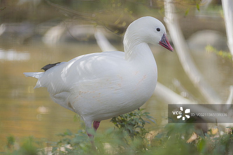 雪雁：栖息在田野上的水鸭特写，美国康涅狄格州利奇菲尔德图片素材