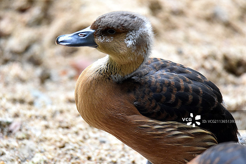 白鸭特写，法国圣艾尼昂图片素材