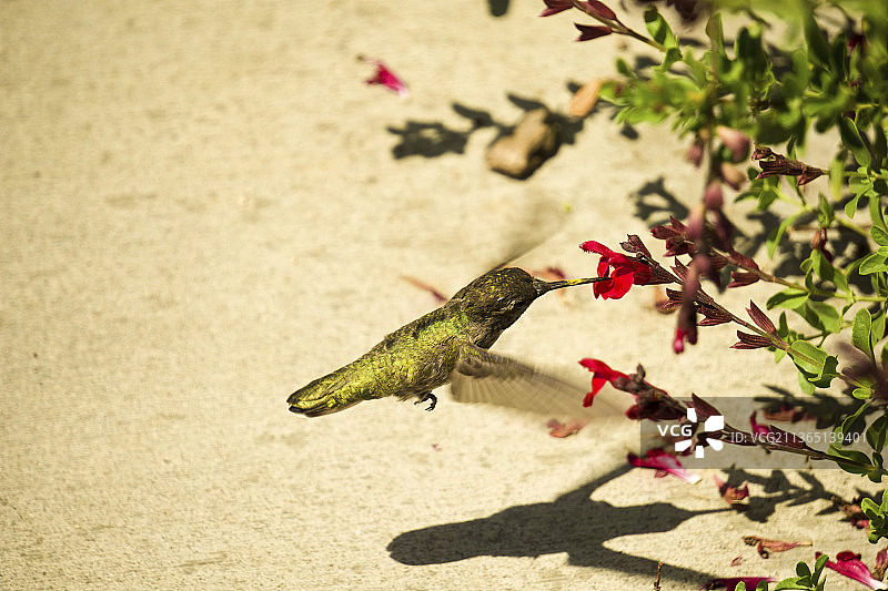 俯瞰栖息在喂食器上的蜂鸟图片素材