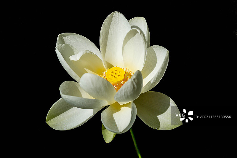 黑色背景上的白色百合花特写，美国弗吉尼亚州林奇堡图片素材