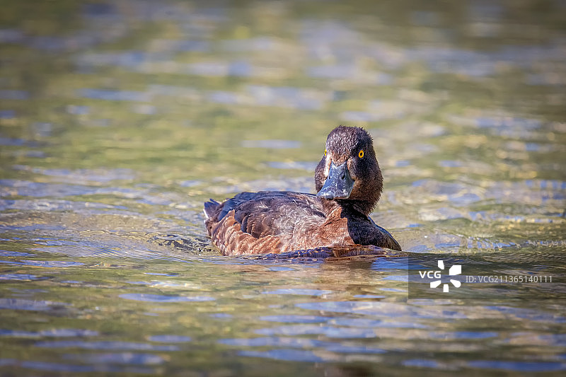 簇绒鸭，绿头鸭，意大利托布利诺湖图片素材