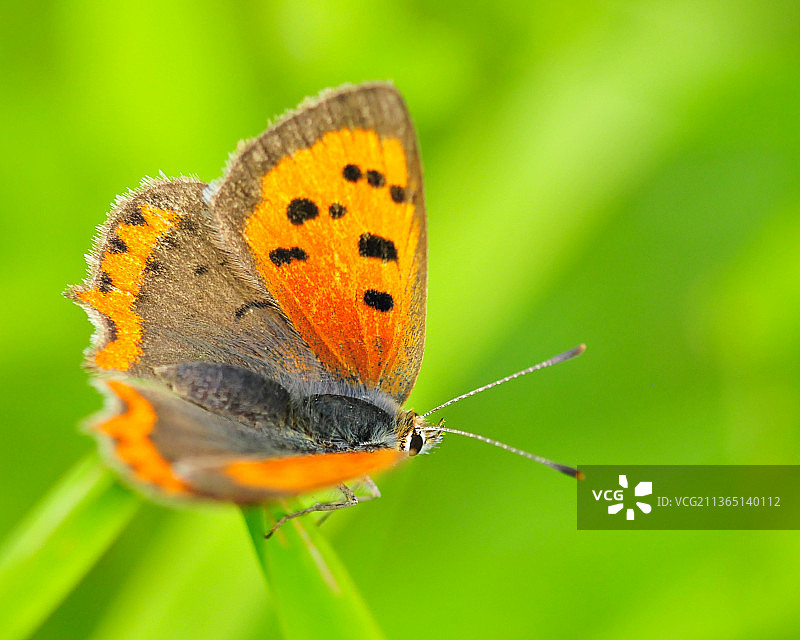 晚季铜色蝴蝶在英国西约克郡花朵上采蜜特写图片素材
