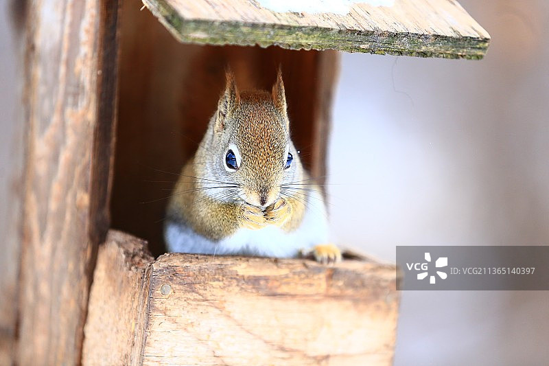 红松鼠在鸟舍里，加拿大的木头上松鼠的特写图片素材