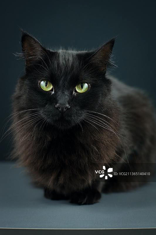 黑猫的眼睛颜色肖像图片素材