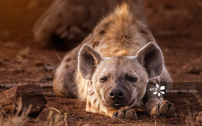 鬣狗，在田野上的狗的画像，克鲁格国家公园，林波波省，南非图片素材
