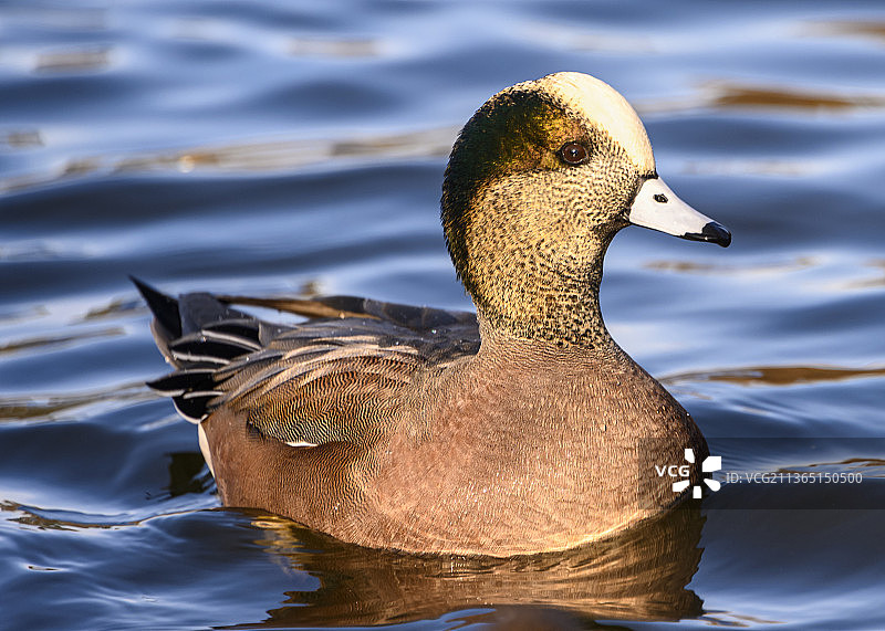 美丽的美国葡萄牙鸭雄鸭在湖中游泳特写图片素材