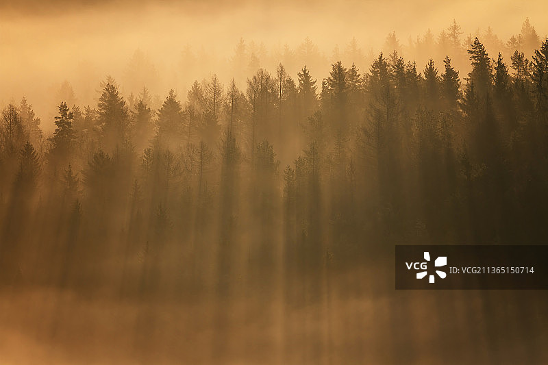 雾天森林树木，巴特尚道，萨克森，德国图片素材