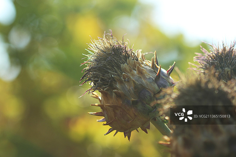 地球上的生命：蓟的特写图片素材
